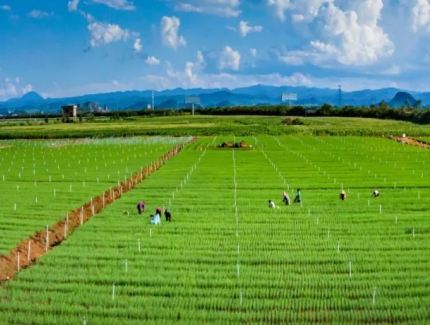 云南省优化财政支持政策 助力高原特色农业现代化发展