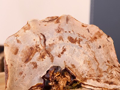 长白山赤灵芝礼盒装林下灵芝仿野泡酒泡水滋补干灵芝送礼佳品批发图4