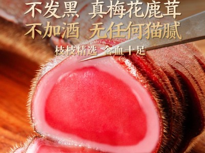 梅花鲜鹿茸整根整枝新鲜带血鲜鹿茸片批发送礼盒泡水泡酒专用药材图2