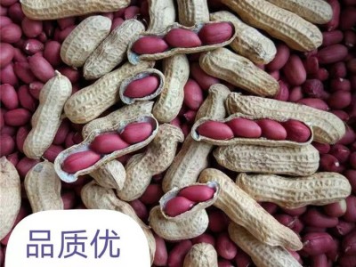 大量批发散装新货四粒红皮花生带壳四粒红生花生农家自产一件代发图4