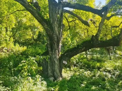 雪山古核桃图5