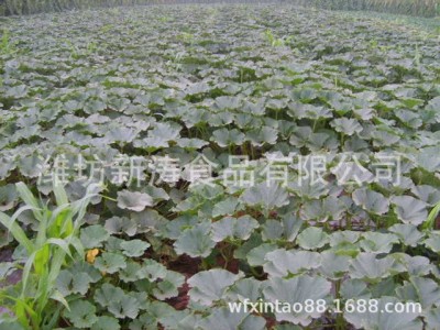 保鲜南瓜出口台湾潍坊新涛食品（基地种植、厂家直供）图4