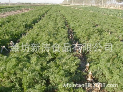 保鲜胡萝卜（基地种植、厂家直供）图2
