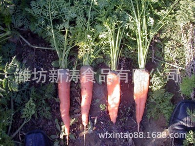保鲜胡萝卜（基地种植、厂家直供）图3