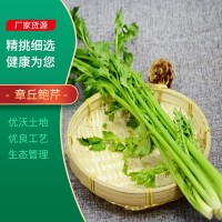 现货供应鲍芹 章丘新鲜鲍芹新鲜采摘炒菜食用 无丝无渣脆嫩无渣