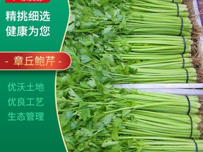 现货供应鲍芹 章丘新鲜鲍芹新鲜采摘炒菜食用 无丝无渣脆嫩无渣图3