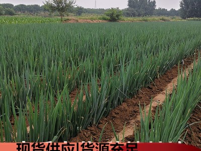 优惠章丘大葱 章丘特产大梧桐女郎山大葱 葱白 煎饼卷大葱礼盒版图3