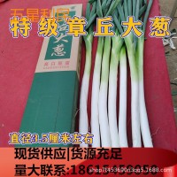 优惠章丘大葱 章丘特产大梧桐女郎山大葱 葱白 煎饼卷大葱礼盒版