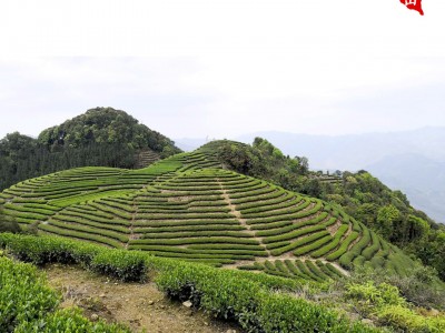 乌龙茶金萱茶叶批发奶香台湾乌龙茶叶浓郁支持代发送礼阿里山批发图4