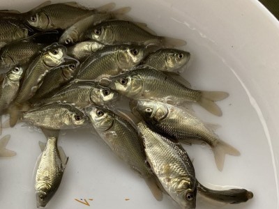 鲫鱼鱼苗 鲫鱼苗 中科三号鲫鱼苗 鲫鱼水花 质量好 抗病强图3