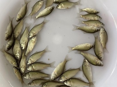 鲫鱼鱼苗 鲫鱼苗 中科三号鲫鱼苗 鲫鱼水花 质量好 抗病强图5