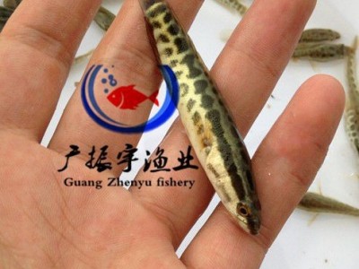 黑鱼鱼苗批发 乌鱼苗 生鱼苗 本地黑鱼苗 杂交黑鱼苗图5
