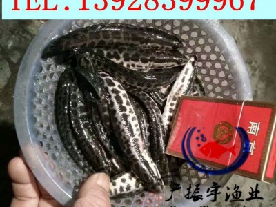 黑鱼鱼苗批发 乌鱼苗 生鱼苗 本地黑鱼苗 杂交黑鱼苗图4