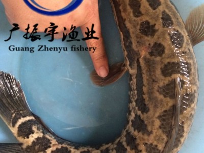 黑鱼鱼苗批发 乌鱼苗 生鱼苗 本地黑鱼苗 杂交黑鱼苗图2