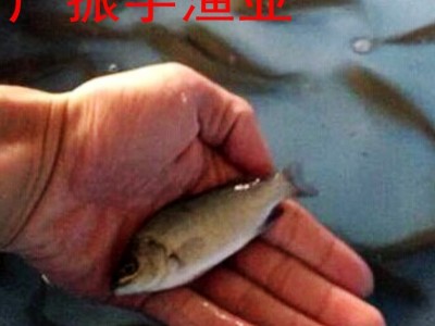 广东鱼苗批发 鲈鱼鱼苗 淡水鲈鱼苗 加州鲈鱼苗 大口黑鲈鱼苗图3