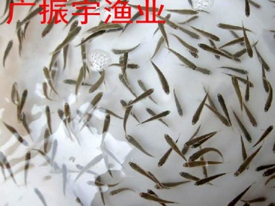 广东鱼苗批发 鲈鱼鱼苗 淡水鲈鱼苗 加州鲈鱼苗 大口黑鲈鱼苗图4