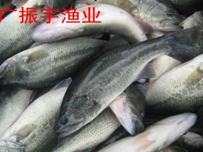 广东鱼苗批发 鲈鱼鱼苗 淡水鲈鱼苗 加州鲈鱼苗 大口黑鲈鱼苗图5