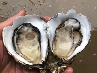夜市摆地摊湛江生蚝鲜活烧烤店整箱商用产地批发肉大量乳山特大图2