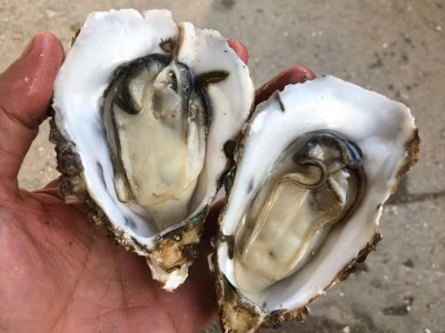 夜市摆地摊湛江生蚝鲜活烧烤店整箱商用产地批发肉大量乳山特大图4