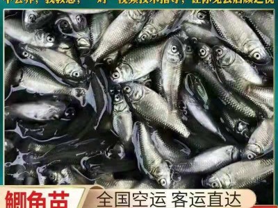 大量鲫鱼批发 中科5号 白鲫鱼苗 银鲫鱼苗湘云鲫鱼活体土鲫鱼图2