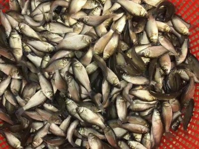 大量鲫鱼批发 中科5号 白鲫鱼苗 银鲫鱼苗湘云鲫鱼活体土鲫鱼图3