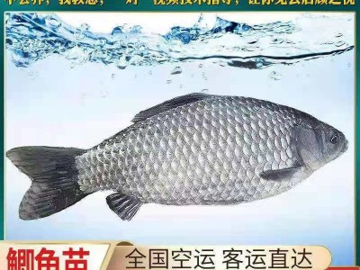 大量鲫鱼批发 中科5号 白鲫鱼苗 银鲫鱼苗湘云鲫鱼活体土鲫鱼图1