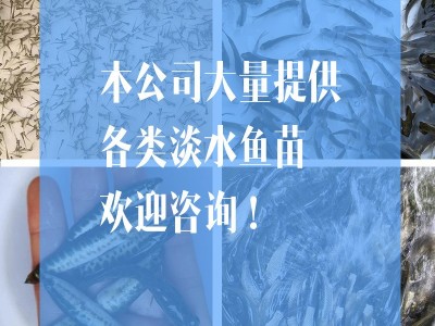 基地直销 草鱼苗 鲩鱼苗 淡水草鱼苗 规格齐全 量大从优图5