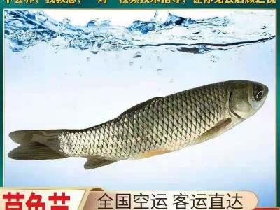 基地直销 草鱼苗 鲩鱼苗 淡水草鱼苗 规格齐全 量大从优图1