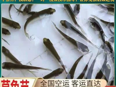 基地直销 草鱼苗 鲩鱼苗 淡水草鱼苗 规格齐全 量大从优图3