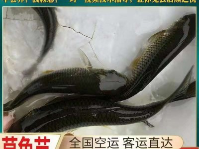 基地直销 草鱼苗 鲩鱼苗 淡水草鱼苗 规格齐全 量大从优图2
