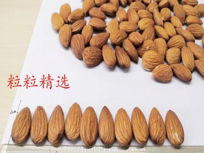 美国澳洲扁桃仁巴旦木NPX25/27生料图5