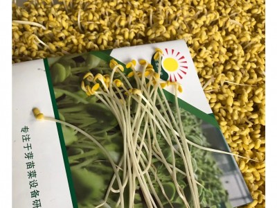 全自动豆芽机 商用黄豆芽绿豆芽箱式豆芽机 豆芽发芽设备图4