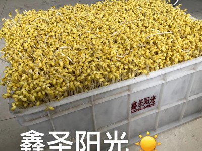 全自动豆芽机 商用黄豆芽绿豆芽箱式豆芽机 豆芽发芽设备图2