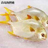 厂家批发 供应 深海网箱 寿司级 金鲳鱼 新鲜金鲳鱼
