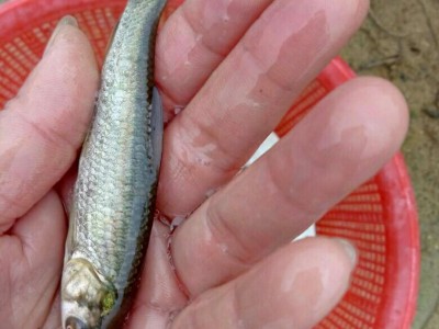 青鱼苗批发 淡水鱼苗 低价鱼苗 黑鲩鱼苗 大量出售鱼苗图3