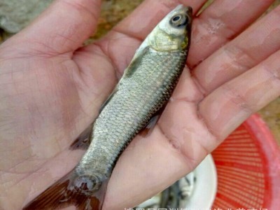 青鱼苗批发 淡水鱼苗 低价鱼苗 黑鲩鱼苗 大量出售鱼苗图2