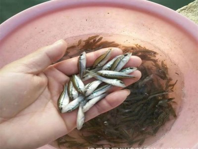 加州鲈鱼苗水花 加州鲈朝苗 鲈鱼苗种批发 鲈鱼公分苗 大口鲈鱼苗图5