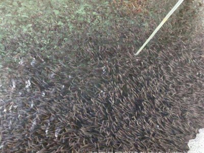 加州鲈鱼苗水花 加州鲈朝苗 鲈鱼苗种批发 鲈鱼公分苗 大口鲈鱼苗图4