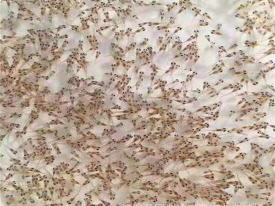 加州鲈鱼苗水花 加州鲈朝苗 鲈鱼苗种批发 鲈鱼公分苗 大口鲈鱼苗图3