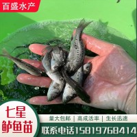 淡水养殖七星鲈鱼苗批发供应3~8cm生长快易养日本花鲈青鲈海鲈鱼