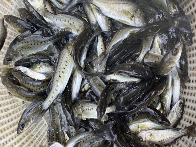 淡水养殖七星鲈鱼苗批发供应3~8cm生长快易养日本花鲈青鲈海鲈鱼图3