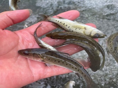 淡水养殖七星鲈鱼苗批发供应3~8cm生长快易养日本花鲈青鲈海鲈鱼图4
