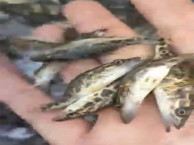 渔场直供斑鳜鱼苗大眼翘嘴凶猛路亚肉食淡水养殖活体桂花鳜鱼苗图2