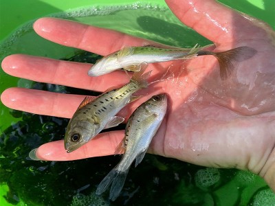 渔场直供斑鳜鱼苗大眼翘嘴凶猛路亚肉食淡水养殖活体桂花鳜鱼苗图4