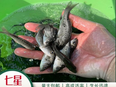 渔场直供斑鳜鱼苗大眼翘嘴凶猛路亚肉食淡水养殖活体桂花鳜鱼苗图3