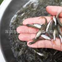 大量批发供应淡水银鳕鱼苗 大鳞鲃鱼 纯种银鳕鱼