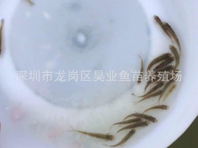 大量批发供应淡水银鳕鱼苗 大鳞鲃鱼 纯种银鳕鱼图4