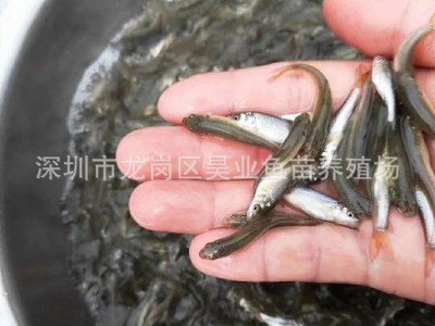 大量批发供应淡水银鳕鱼苗 大鳞鲃鱼 纯种银鳕鱼图5