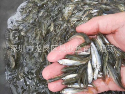 大量批发供应淡水银鳕鱼苗 大鳞鲃鱼 纯种银鳕鱼图3