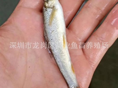 大量批发供应淡水银鳕鱼苗 大鳞鲃鱼 纯种银鳕鱼图2